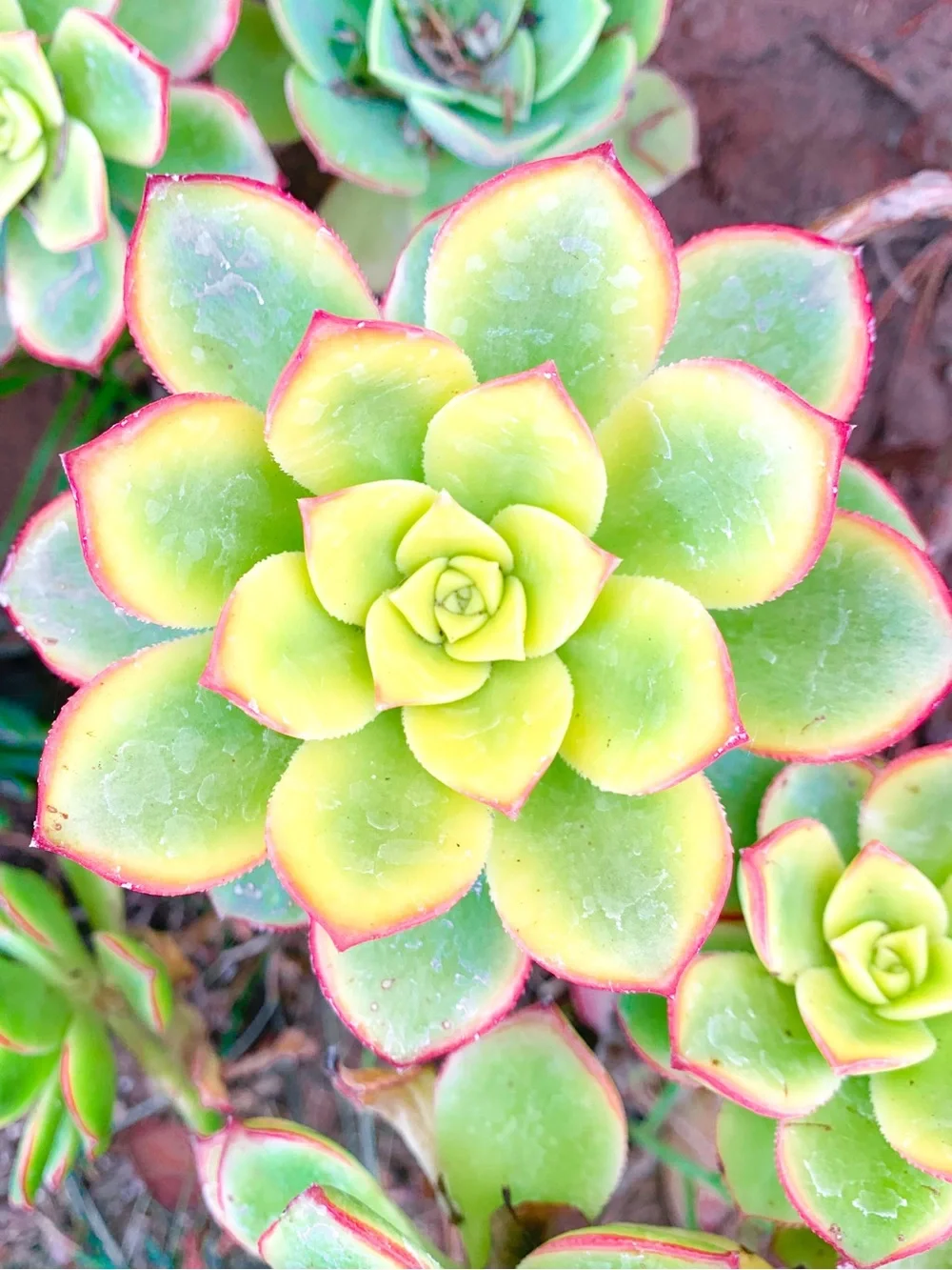 3 Aeonium Kiwi Succulent Cuttings Medium Sized 2-4 inch clipping garden plant